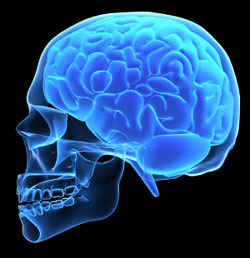 The brain has the challenge of operating very fast to meet its challenges, as well as to remain stable throughout. These are conflicting goals in any control system.